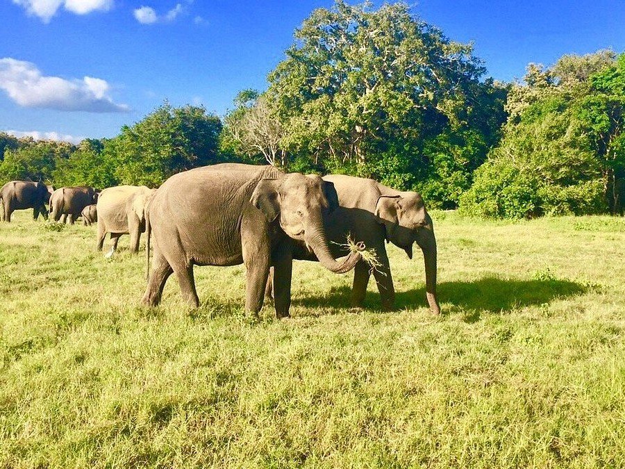 kaudulla-national-park